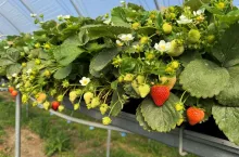 Truskawki 5 września w gospodarstwie Adama Borzęckiego