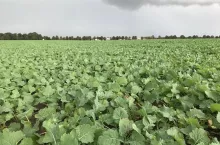 Uprawa rzepaku na polu jesienią