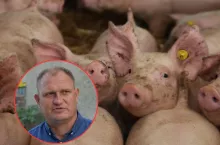 świnie, Szymon Kluka