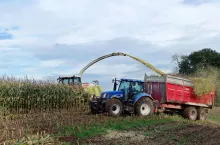 Sieczkarnie ruszyły w pola. Gdzie rolnicy już koszą kukurydzę na kiszonkę?