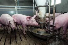  Żywienie świń, tuczniki