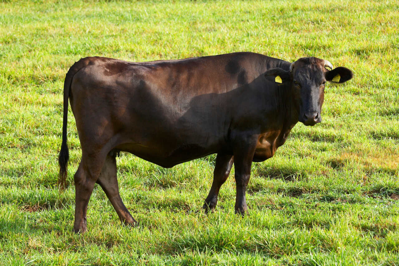 bydło rasy Wagyu na pastwisku