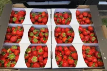 Truskawki przygotowane do sprzedaży na świeżym rynku