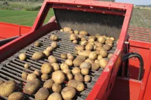 Zbiór ziemniaków