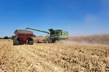 Zbiór kukurydzy na ziarno