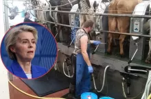 Mężczyźni dojący krowy i Ursula von der Leyen