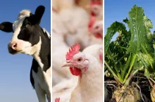 bydło, drób, burak cukrowy