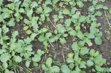 Powschodowa ochrona rzepaku. Sprawdź, jak zwiększyć skuteczność zabiegu