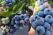 Odmiany borówek - owoce odmiany &#039;Highland Charm&#039;