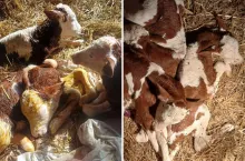 Niezwykłe narodziny w gospodarstwie. Krowa urodziła piękne trojaczki