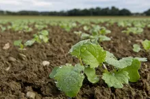 rzepak faza 2 liści