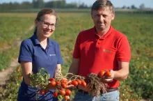 Katarzyna Woszczyk i Piotr Zieliński na plantacji pomidorów