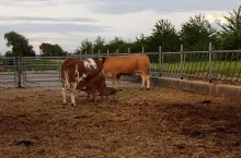 bydło mięsne wołowina