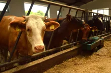 bydlo miesne, obora, byki, wolce