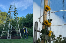 Najwyższy słonecznik na świecie