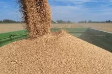 W ocenie analityka z InfoGrain, zbiory pszenicy w Polsce w tym roku są na poziomie 14,5 mln t, z czego pszenica paszowa to około 4,1 mln t, a konsumpcyjna 10,4 mln t