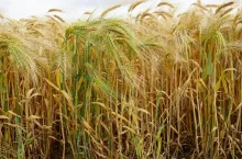 Jak gęsto siać pszenicę i żyto? Rolnicy popełniają ten sam błąd