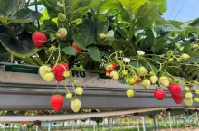 Owoce odmiany &#039;Vivara&#039;