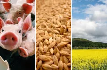 świnie, pszenica, rzepak na polu