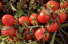 Pomidory do przetwórstwa