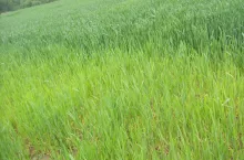 Skład (w proc.) nawozów wieloskładnikowych po zboża ozime z wybranych firm