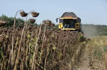 Zbiory słonecznika, żniwa, słonecznik