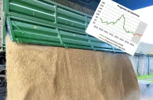 Prognoza cen pszenicy i kukurydzy