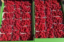 Owoce malin sprzedawane na Broniszach