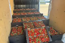 Truskawki na samochodzie, Bronisze