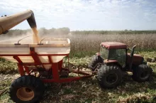 Pouring corn grain into tractor trailer after harvest on countryside of Brazil
