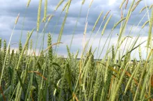 wyczyniec polny, chwasty jednoliścienne w zbożach