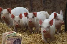 Jakie są aktualne ceny prosiąt w Polsce? [SONDA]