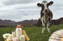 krowa, mleko, sery, pastwisko