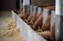 Several limousin cattle are eating hay in a barn stall, demonstrating modern livestock farming practices