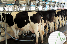 nowoczesna obora udój krów