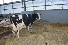 Porodówka na głębokiej ściółce