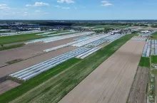 W tej części Mazowsza w tunelach uprawia się gównie warzywa ciepłolubne