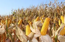 Eksperci ostrzegają: kukurydza nie doschnie na polu, suszarnie pójdą w ruch