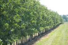 zabiegi pozbiorcze w sadach