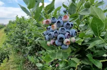 Dojrzewające borówki