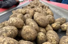 Ziemniaki na taśmie transportowej