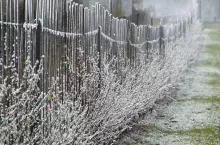 Porzeczki pokryte lodem