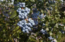 Borówki gotowe do zbioru