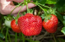 Owoce truskawki