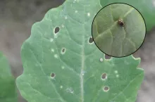 pchełka, rzepak, szkodniki rzepaku