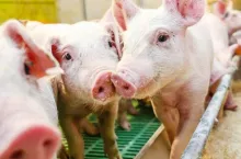 Okładka top świnie 10