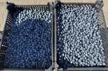 Borówki oferowane po 4 kg na Broniszach