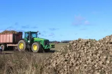 Zbiory buraków cukrowych ocenia się na ok. 16,9 mln ton, tj. o 8% mniej od uzyskanych w 2024 r.