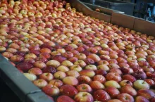 ceny jabłek deserowych