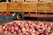 jabłka przemysłowe